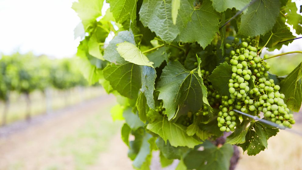 Vines with grapes in the Hunter Valley