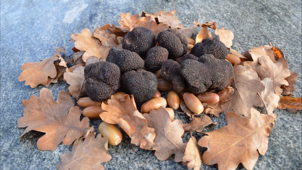 Truffles from TurallaTruffles in Bungendore, Queanbeyan Area, Country NSW