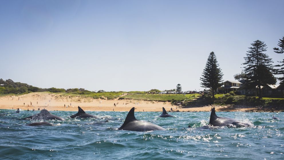 Dolphins at Avalon Beach - Northern Beaches - Sydney