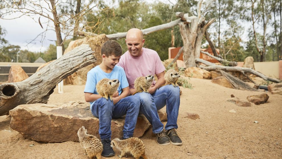 Father and son enjoying a meerkat encounter at Taronga Western Plains Zoo in Dubbo, Country NSW