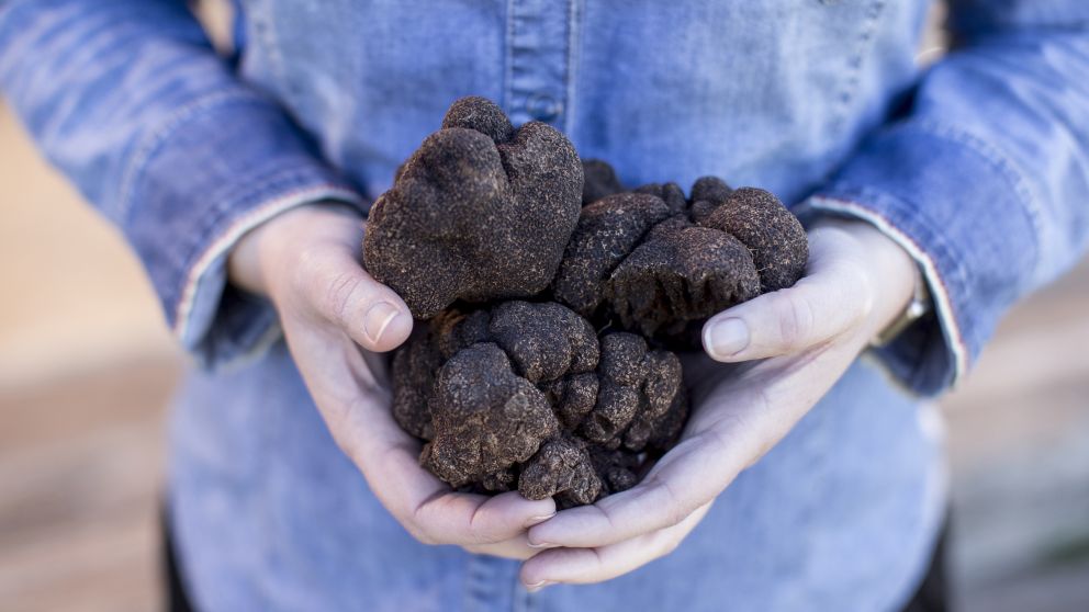 72 Hours Hunting Truffles in NSW