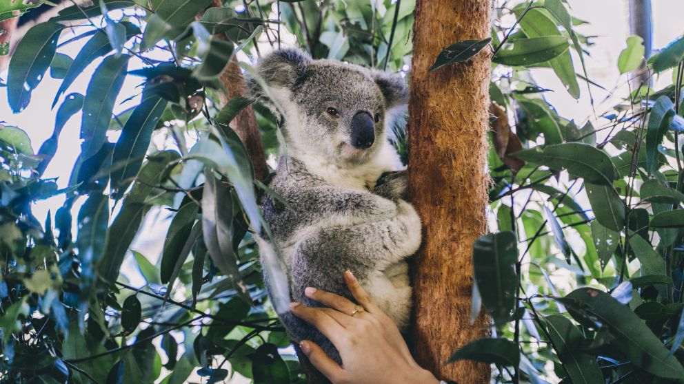 Woman enjoying a personal encounter experience with a koala at Billabong Zoo in Port Macquarie