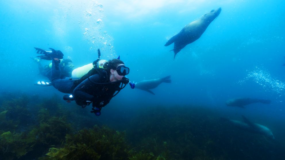 Woman scuba diving with a seal at Montague Island, Narooma.