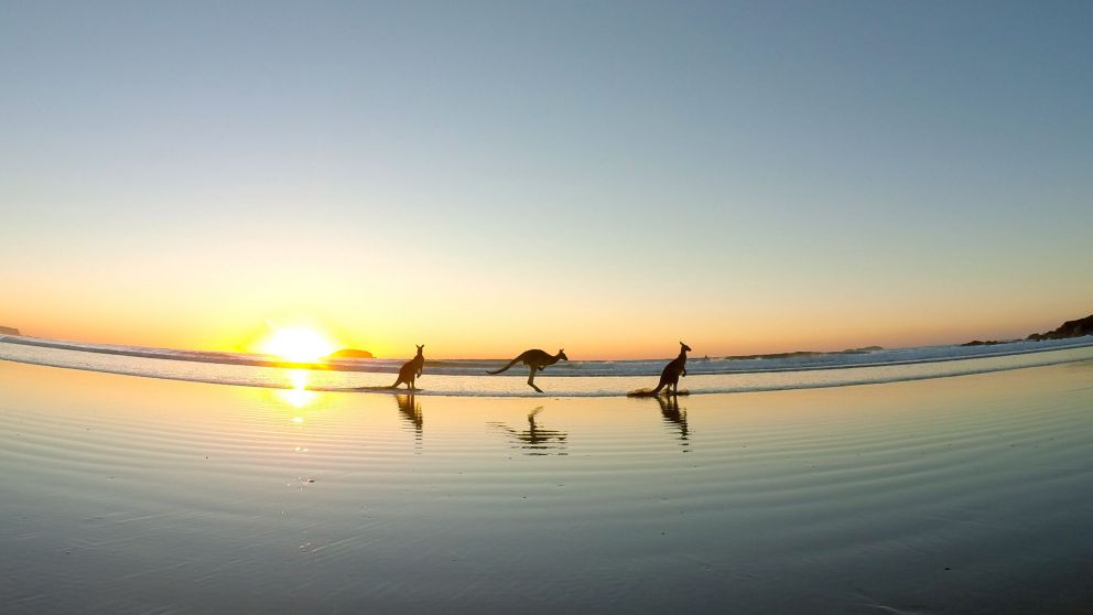 Kangaroos at Emerald Beach during sunrise, Coffs Coast. Image Credit: Solitary Islands Surf School