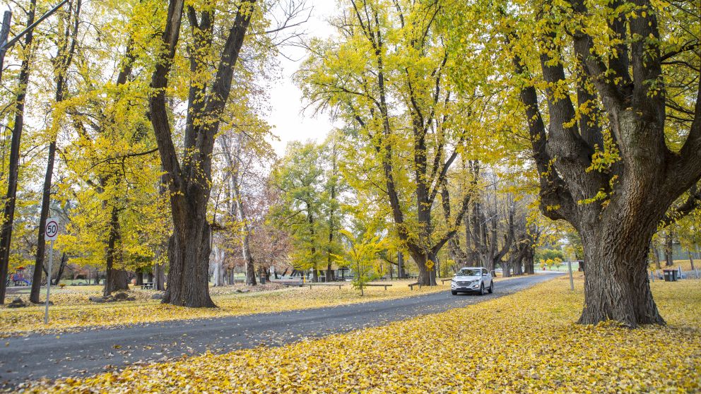 Car driving through Tumut with autumn leaves in season