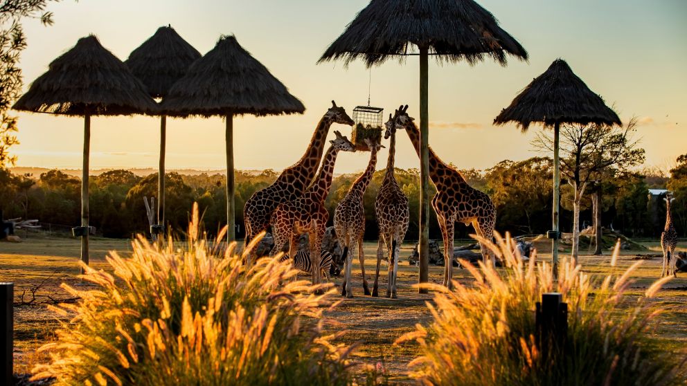 Zoofari Lodge, Taronga Western Plains Zoo, Dubbo. Credit: Rick Stevens