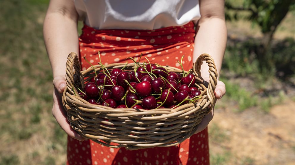 Freshly picked cherries at Valley Fresh Cherries & Stonefruits, Young - DNSW