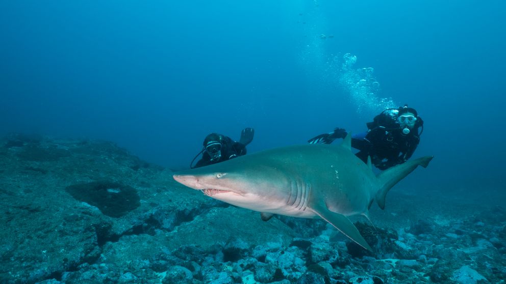 Grey nurse shark, Coffs Coast – Credit - Jetty Dive