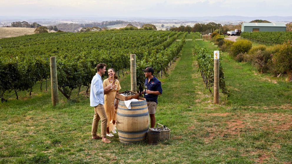 Couple enjoying Swift Sparkling Wine and oysters with scenic views across Printhie Wines vineyard in Molong, near Orange