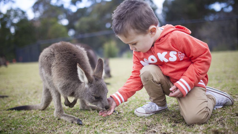 Feeding a kangaroo at Symbio Wildlife Park - Credit: Kevin Fallon