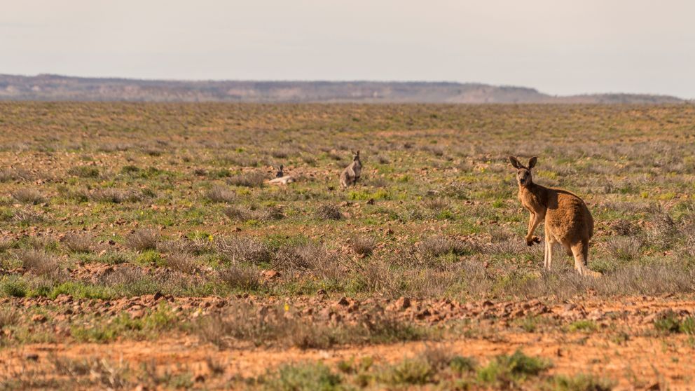 Sturt National Park at Tibooburra in Corner Country, Outback NSW