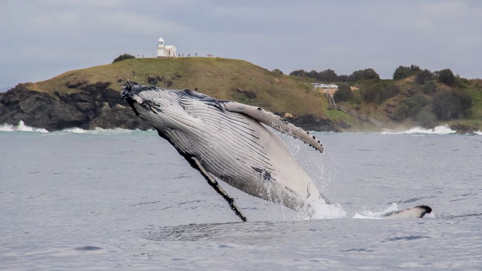 A humpback whale near Tacking Point Lighthouse, Port Macquarie