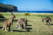 Kangaroos grazing at Pebbly Beach in Murramarang National Park, South Coast