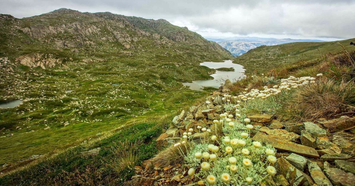Image result for Kosciuszko National Park In Thredbo-Perisher Area, NSW
