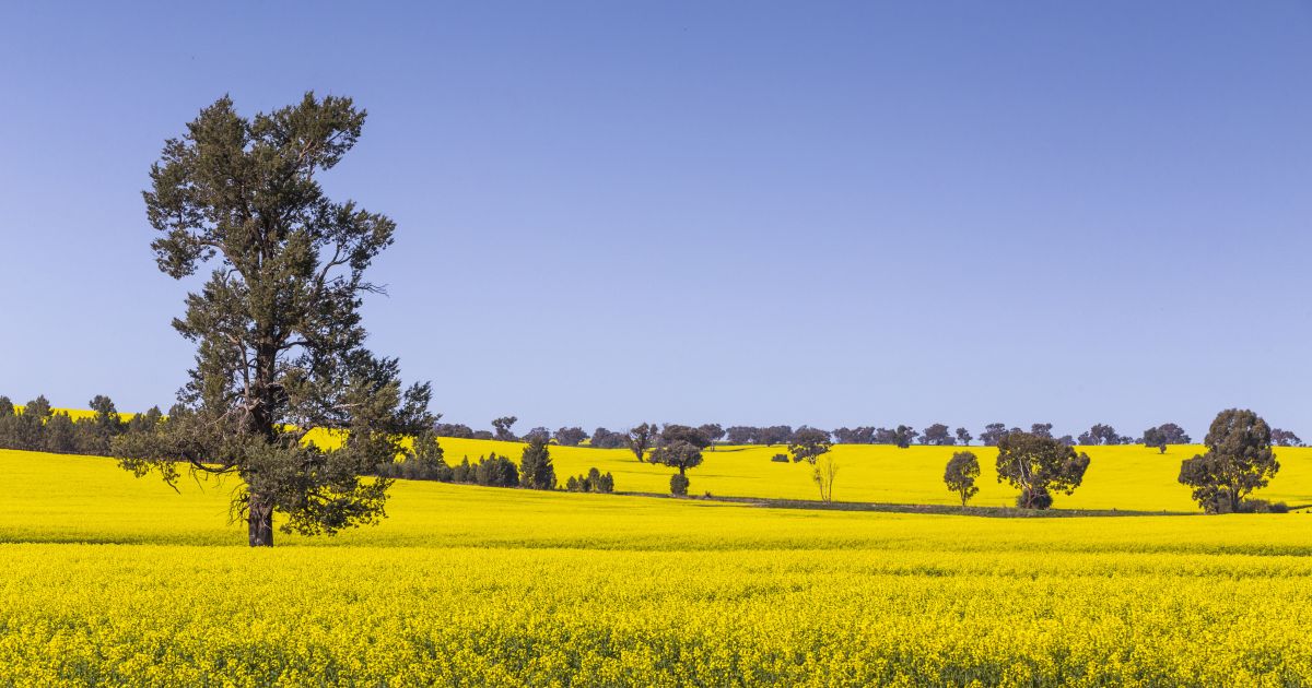 Temora Official New South Wales Tourism Site