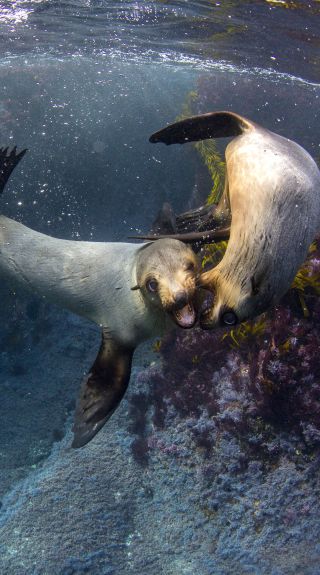 Fur seals swimming around Montague Island in Narooma, Batemans Bay Area, South Coast