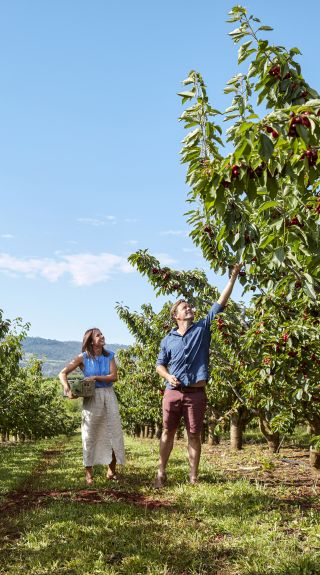 Couple picking cherries at Borrodell Vineyard, Canobolas in Orange, Country NSW