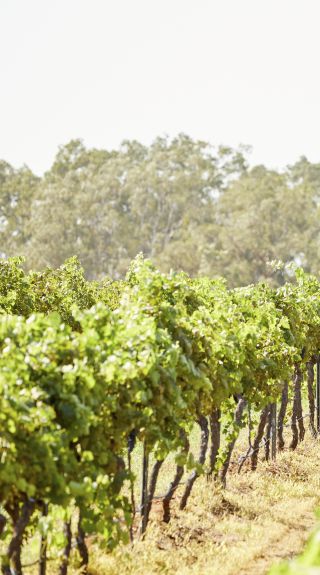 Group enjoying a guided horseback tour with Murchessons Horse Wine & Dine Tours at Hanging Tree Wines in Pokolbin, Hunter Valley