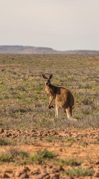 Kangaroos in the outback in Sturt National Park at Tibooburra in Corner Country, Outback NSW