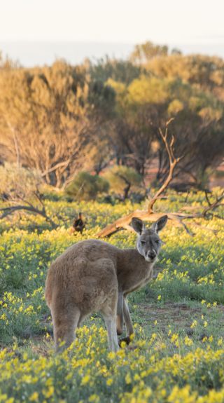 Kangaroo amongst wild flowers in the desert landscape at Sturt National Park, Tibooburra in Corner Country Area, Outback NSW