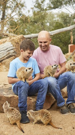 Father and son enjoying a meerkat encounter at Taronga Western Plains Zoo in Dubbo, Country NSW