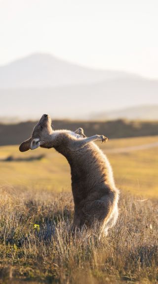 Kangaroo enjoying a scratch near the Look At Me Now Headland in Emerald Beach, North Coast