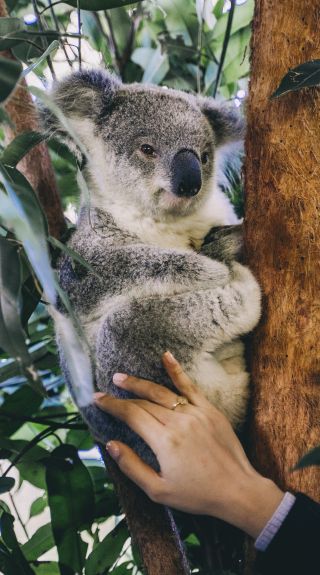 Woman enjoying a personal encounter experience with a koala at Billabong Zoo in Port Macquarie