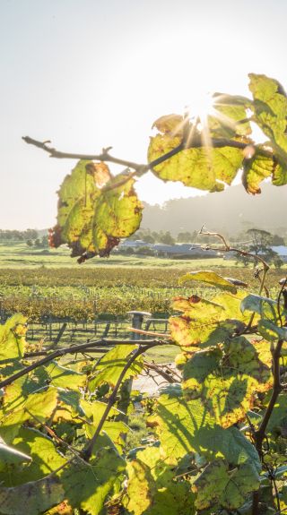 Coolangatta Estate, Shoalhaven Heads - Südküste