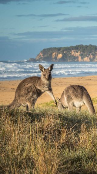 Kangaroos at Gillards Beach - Tathra - Sapphire Coast. Image Credit: David Rogers Photography