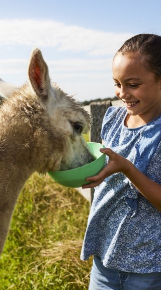 Feeding the alpaca at Iris Lodge, Jilliby