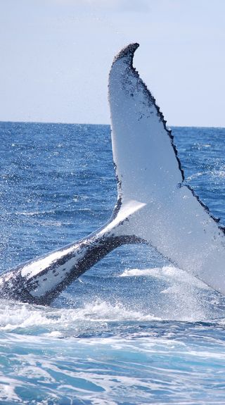 Humpback Whales, Cat Balou Cruises in Eden