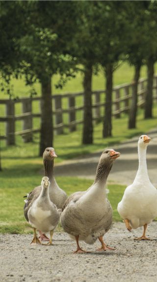 Resident ducks on the grounds of Mount Ashby Estate, Moss Vale