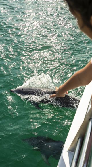 Young girl enjoying a dolphin watching experience on board the Moonshadow Dolphin Watch Cruise, Port Stephens