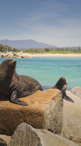 瓦貢加角 (Wagonga Head)，納魯馬（Narooma）-南岸（South Coast）