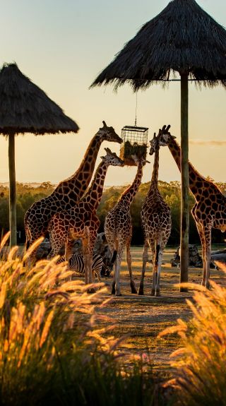 Zoofari Lodge, Taronga Western Plains Zoo, Dubbo. Credit: Rick Stevens