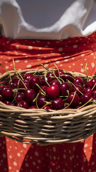Freshly picked cherries at Valley Fresh Cherries & Stonefruits, Young - DNSW