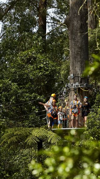 Illawarra Fly Treetop Adventures, Knights Hill - Illawarra