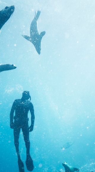 アザラシと一緒にシュノーケリング、モンタギュー島ディスカバリーツアー