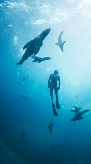 アザラシと一緒にシュノーケリング、モンタギュー島ディスカバリーツアー