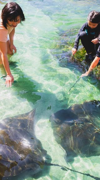 Family enjoying an animal feeding experience at Irukandji Shark and Ray Encounters, Anna Bay