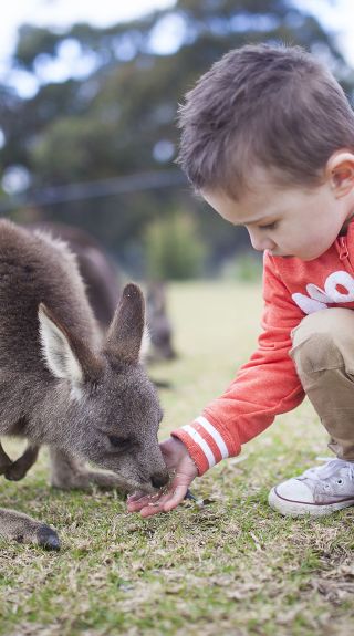 Feeding a kangaroo at Symbio Wildlife Park - Credit: Kevin Fallon
