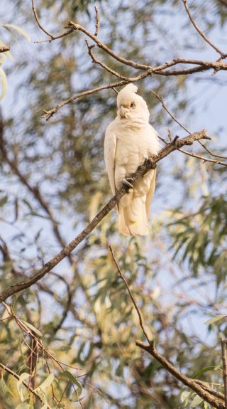 White cockatoos in Hughie Cameron Park, Hillston