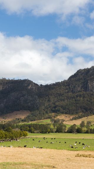 Buccan Buccans, Gloucester - Credit: Simon Scott | Destination Barrington Coast