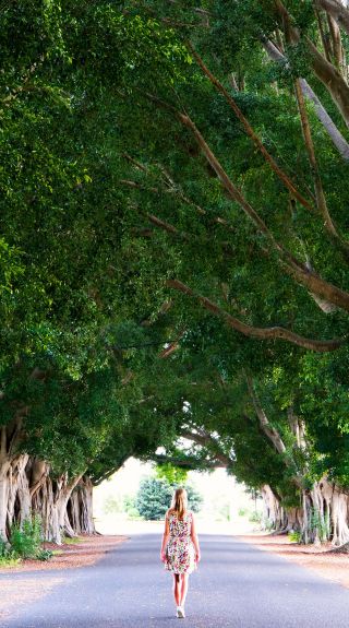 Fig Tree Avenue, Grafton - Credit: My Clarence Valley