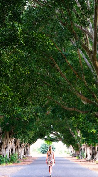 Fig Tree Avenue, Grafton - Credit: My Clarence Valley