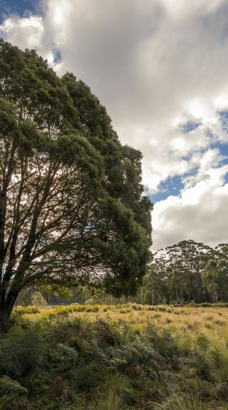 Countryside around Bombala - Credit: John Spencer | DCCEEW