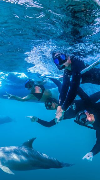 Dolphin Swim Australia, Port Stephens - Credit: Dolphin Swim Australia