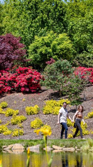 Mayfield Gardens, Oberon