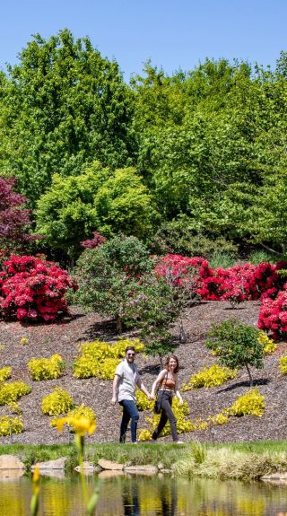 Mayfield Gardens, Oberon