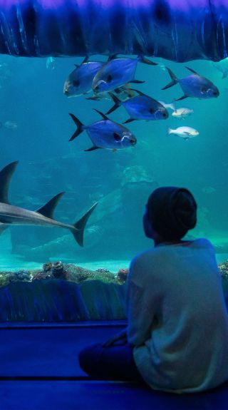 Billabong Zoo; Koala- und Wildtierpark – Port Macquarie